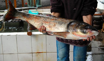 大头鱼（鳙鱼）