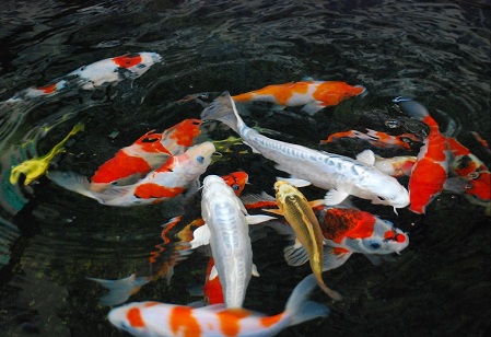 日本锦鲤，锦鲤