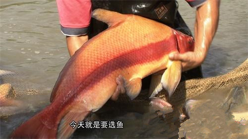 广东佛山胭脂鱼(鱼苗):(图1) 广东佛山胭脂鱼(鱼苗):(图1)