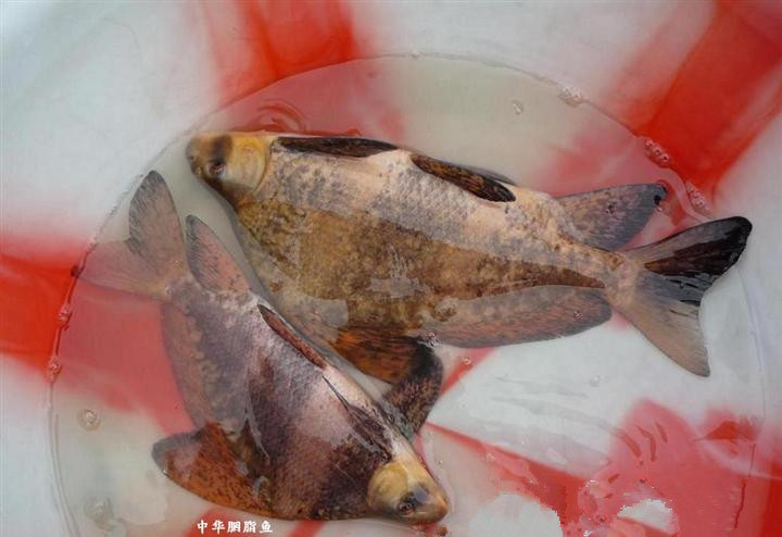 广东佛山胭脂鱼(鱼苗):(图2) 广东佛山胭脂鱼(鱼苗):(图2)