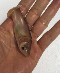 大头鱼（鳙鱼）(图4)