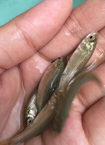 青鱼（黑鲩）(图2)