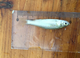 青鱼（黑鲩）(图3)