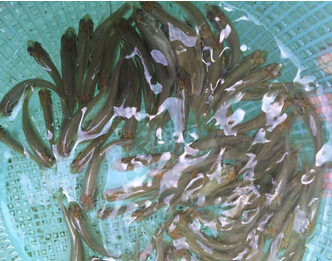 青鱼（黑鲩）(图4)