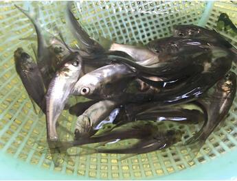 鲢鱼(图1) 鲢鱼(图1)