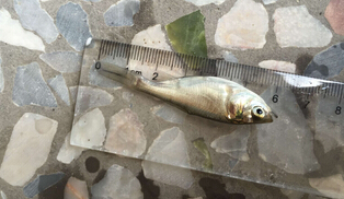 鲢鱼(图2) 鲢鱼(图2)