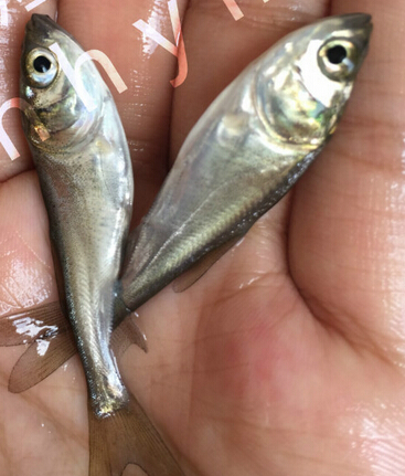 鲢鱼(图3) 鲢鱼(图3)