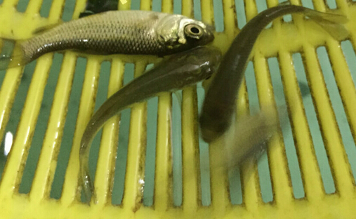 草鱼（白鲩）(图1)