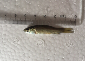 草鱼（白鲩）(图2)