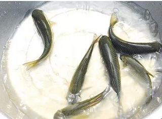 草鱼（白鲩）(图3)