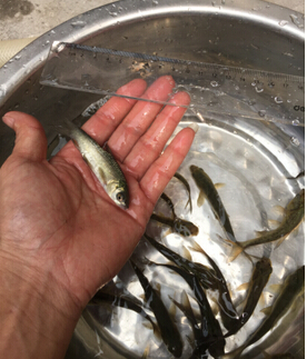 草鱼（白鲩）(图4)