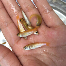 草鱼（白鲩）(图5)