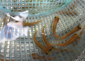 草鱼（白鲩）(图6)