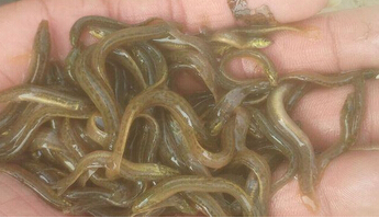 泥鳅(台湾泥鳅)(图1) 泥鳅(台湾泥鳅)(图1)