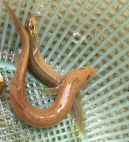 泥鳅(台湾泥鳅)(图3) 泥鳅(台湾泥鳅)(图3)