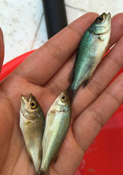 澳洲宝石鲈(宝石斑)(图1) 澳洲宝石鲈(宝石斑)(图1)