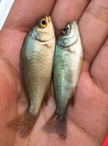 澳洲宝石鲈(宝石斑)(图2) 澳洲宝石鲈(宝石斑)(图2)