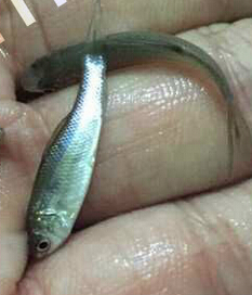 头鲮鱼,土鲮鱼(图1) 头鲮鱼,土鲮鱼(图1)