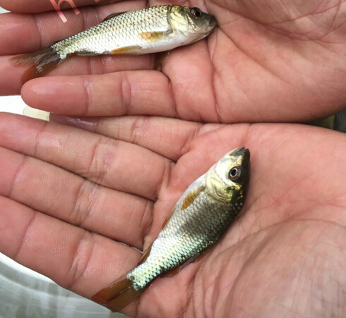 日本锦鲤，锦鲤(图2)