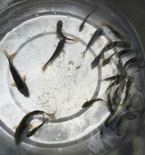 日本锦鲤，锦鲤(图3)