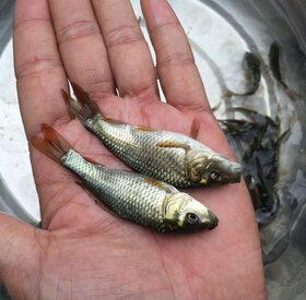 日本锦鲤，锦鲤(图5)