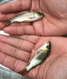 日本锦鲤，锦鲤(图6)