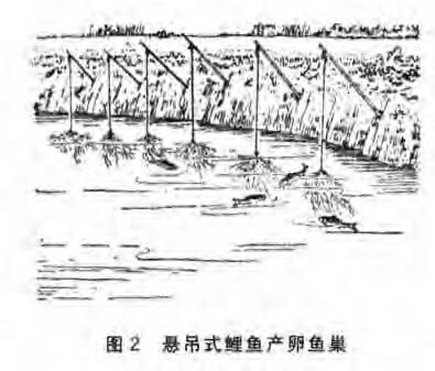 鲤鱼鱼巢的准备，布置：(图1)