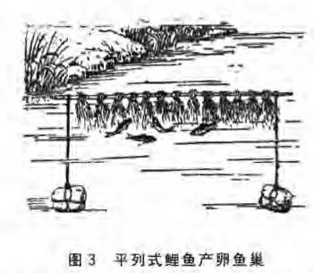 鲤鱼鱼巢的准备，布置：(图2)