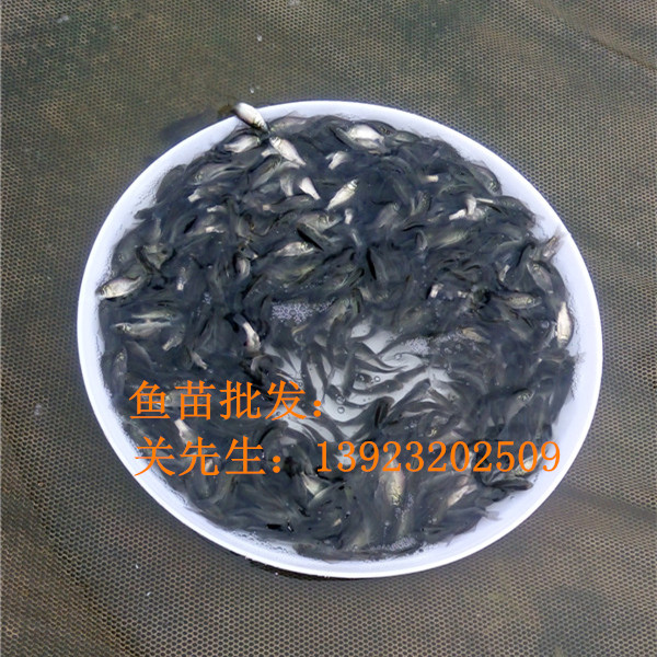 2016年最新鲫鱼鱼苗(图2)