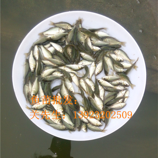 2016年最新鲤鱼鱼苗(图1)