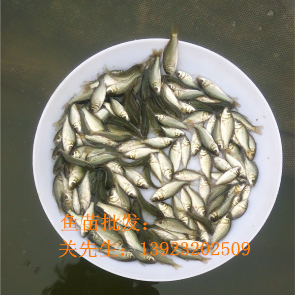 2016年最新鲤鱼鱼苗(图2)