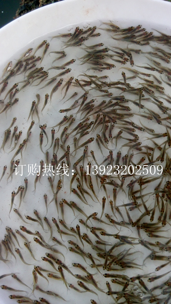 鳊鱼鱼苗孵化介绍-高清视频(图1)