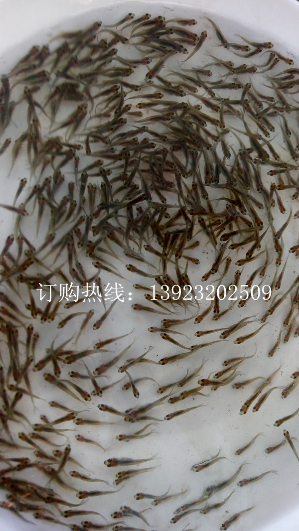 鳊鱼鱼苗孵化介绍-高清视频(图2)